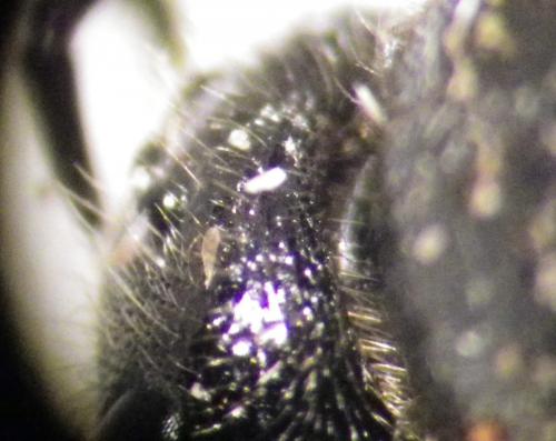 Sphecodes sp.